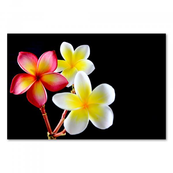 Drei farbenfrohe Frangipani-Blüten vor schwarzem Hintergrund.